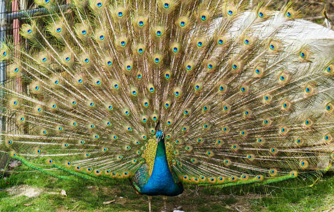 Обои картинки фото животные, пингвины, красота, перья, павлин