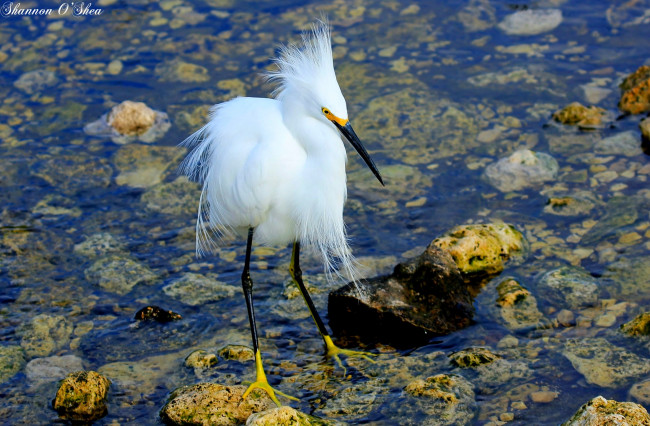 Обои картинки фото животные, цапли, белая, цапля, камни, озеро