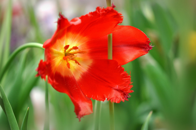 Обои картинки фото цветы, тюльпаны, макро