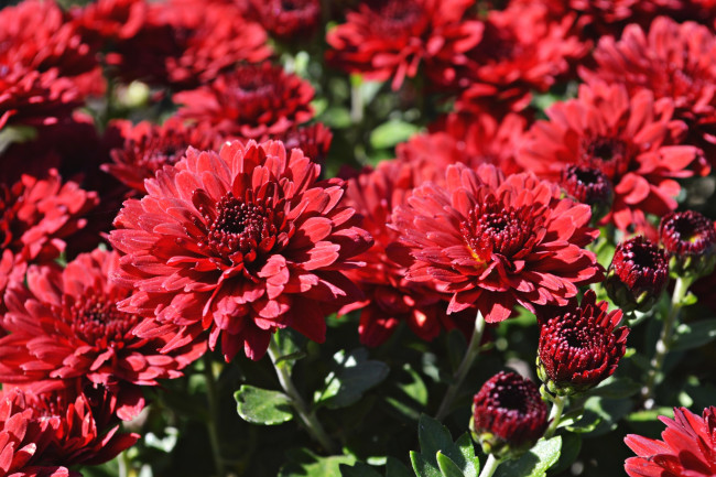 Обои картинки фото цветы, хризантемы, красный