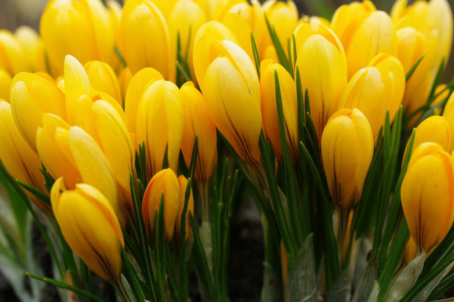 Обои картинки фото цветы, крокусы, желтый