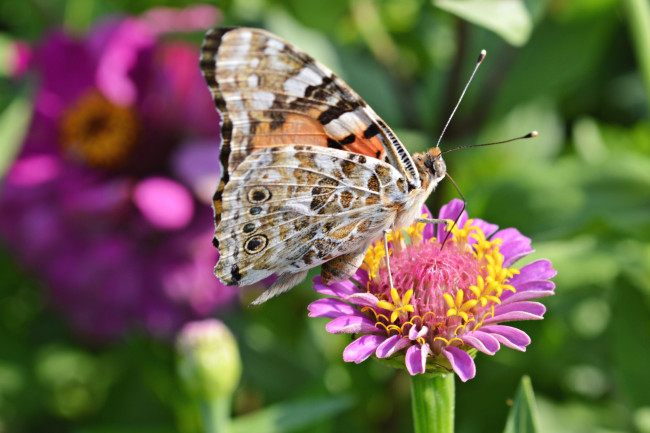 Обои картинки фото животные, бабочки, крылья