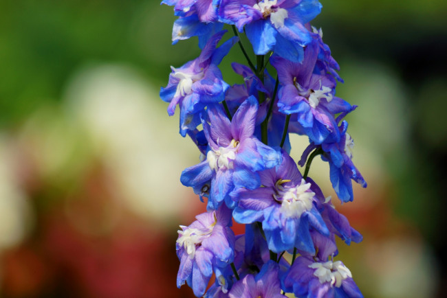 Обои картинки фото цветы, дельфиниум, синие, цветочки