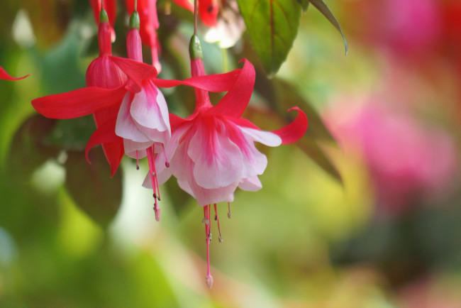 Обои картинки фото цветы, фуксия, бело, розовый