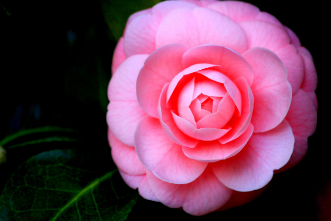 Обои картинки фото цветы, камелии, листья, розовая, камелия