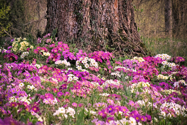 Обои картинки фото цветы, примулы, весна