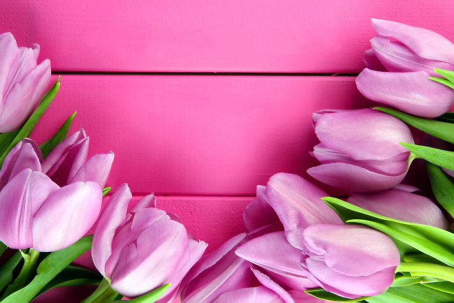 Обои картинки фото цветы, тюльпаны, бутоны