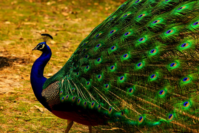 Обои картинки фото животные, павлины, окрас, прогулка, павлин