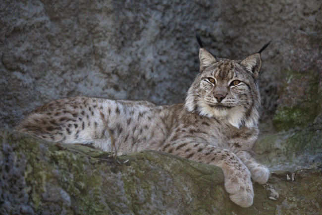 Обои картинки фото животные, рыси, кошка