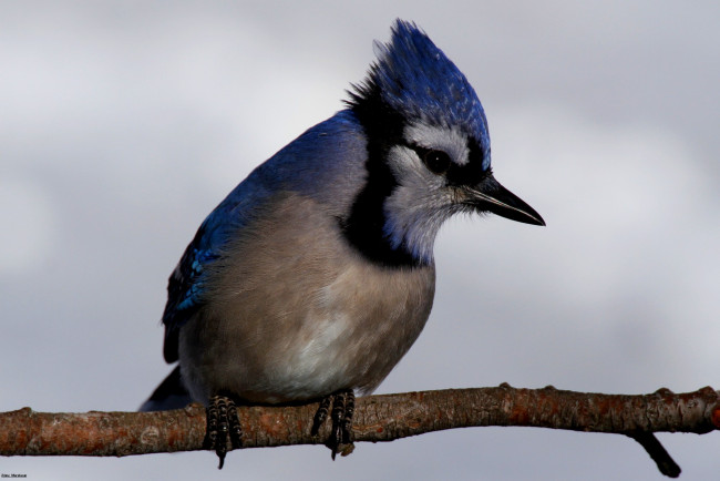 Обои картинки фото животные, сойки, окрас, птица, ветка