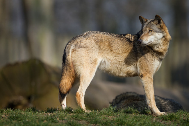 Обои картинки фото животные, волки,  койоты,  шакалы, внимание, волк