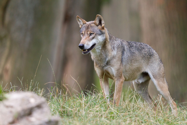 Обои картинки фото животные, волки,  койоты,  шакалы, волк, трава