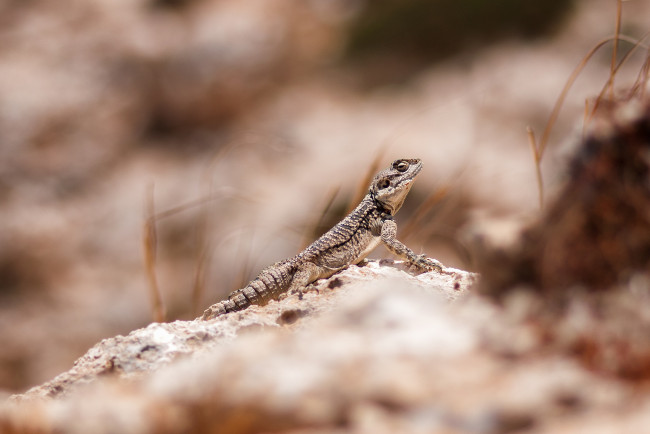 Обои картинки фото животные, Ящерицы,  игуаны,  вараны, маскировка, трава, камни, ящерица, животное, рептилия