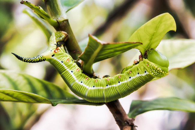 Обои картинки фото животные, гусеницы, гусеница, листья, ветка