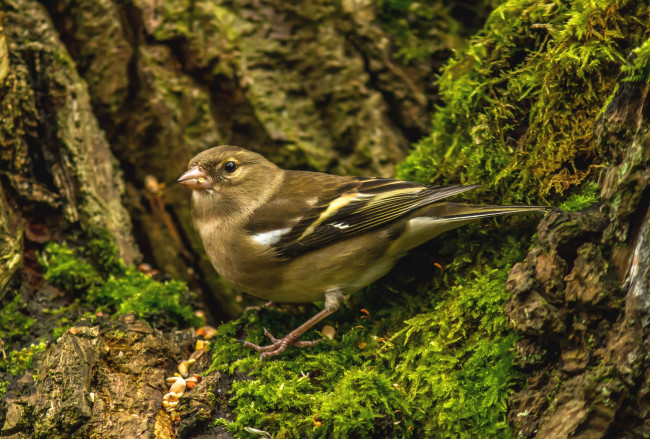 Обои картинки фото животные, щеглы,  чижи, птичка