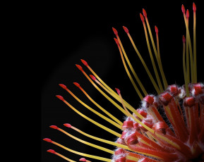 Картинка цветы макро цветок фон чёрный тычинки