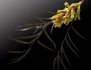 Картинка цветы цветущие+деревья+ +кустарники макро цветок фон чёрный