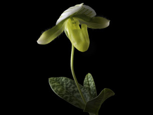 Картинка цветы орхидеи чёрный орхидея макро цветок фон