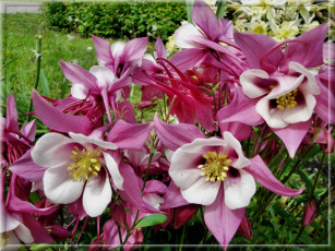 Картинка цветы аквилегия+ водосбор розовые