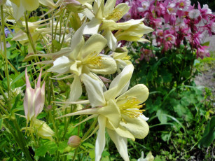 Картинка цветы аквилегия+ водосбор желтые