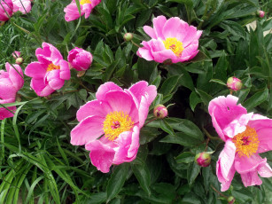 Картинка цветы пионы розовый