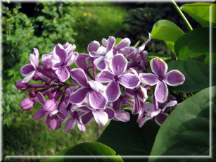 Картинка цветы сирень