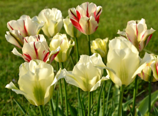 Картинка цветы тюльпаны