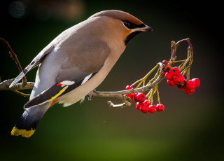 Картинка животные птицы дрозд рябинник