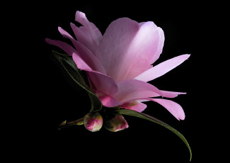 Картинка цветы камелии камелия макро цветок фон чёрный