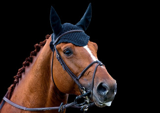 Картинка животные лошади лошадка