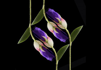 Картинка цветы цветок макро фон чёрный