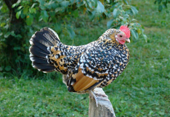 Картинка животные куры +петухи трава курица