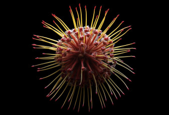 Картинка цветы макро цветок фон чёрный