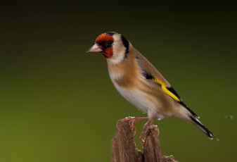 Картинка животные щеглы +чижи щегол