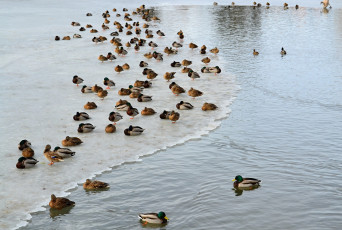 Картинка животные утки лёд стая озеро зима