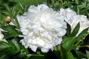 Картинка цветы пионы белый