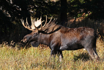 Картинка животные лоси сохатый