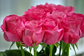 Картинка цветы розы розовый