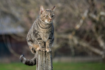 Картинка животные коты котяра