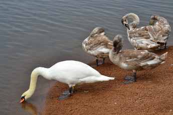 Картинка животные лебеди вода берег озеро