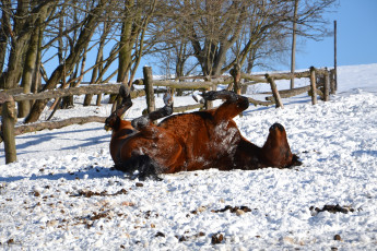 Картинка животные лошади лес деревья зима снег иней лошадь
