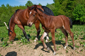 Картинка животные лошади лошадки