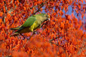 Картинка животные попугаи попугайчик