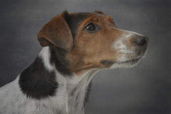 Картинка животные собаки пес