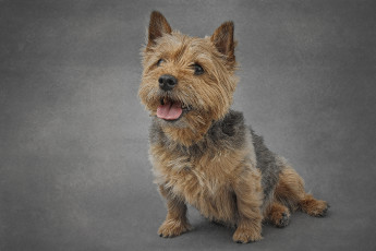 Картинка животные собаки пес