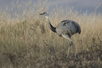 Картинка животные страусы эму страус