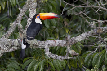 Картинка животные туканы тукан