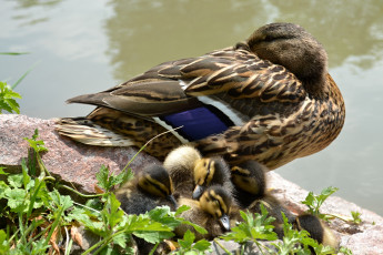 Картинка животные утки утка утята