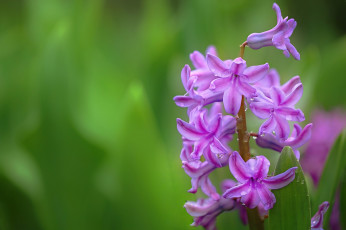 Картинка цветы гиацинты гиацинт капли макро