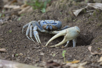 Картинка животные крабы +раки крабик